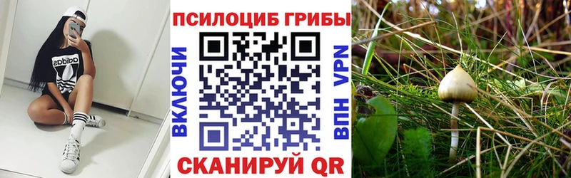 Купить закладки  Ростов-на-Дону  Псилоцибиновые грибы Psilocybe 